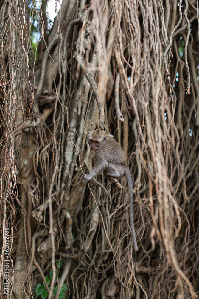 .beautiful monkeys family on a tree with vines sitting .beautiful monkeys family on a tree with vines sitting
