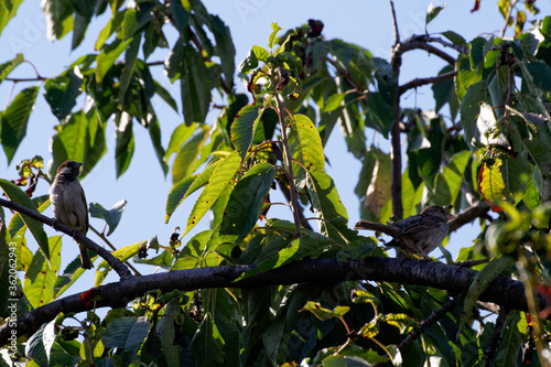 Two sparrows are sitting on the branches of a cherry tree.