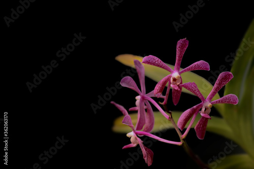 Pink Orchid flower plant on black background