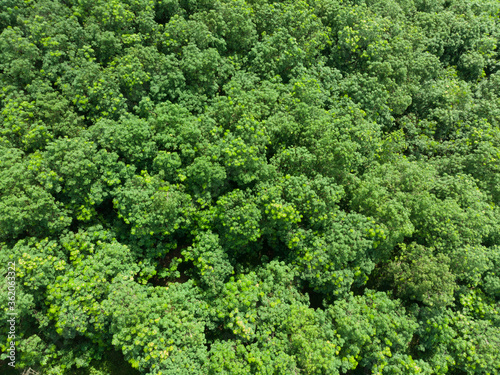 Treetops in a tropical forest that is blown by the wind In the summer Before entering the rainy season