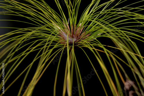 Tropical ornamental grass plant on black background