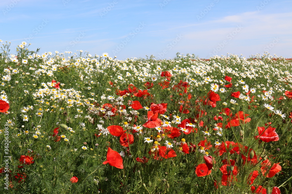 Summer flowers in the meadow and clouds above them. Poppy and chamomile flowers on a sunny day