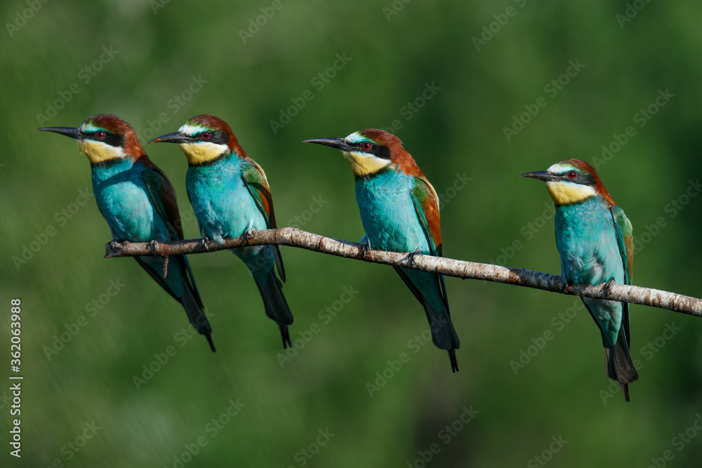 Fototapeta premium Four in one bee Eater branch