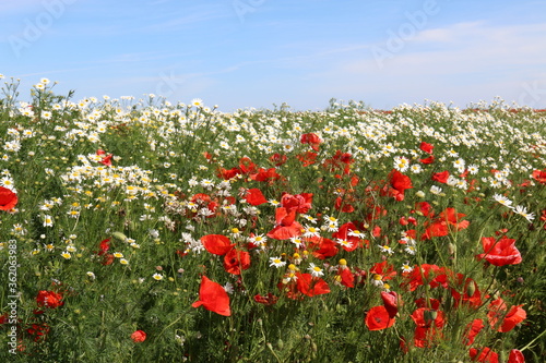 Summer flowers in the meadow and clouds above them. Poppy and chamomile flowers on a sunny day