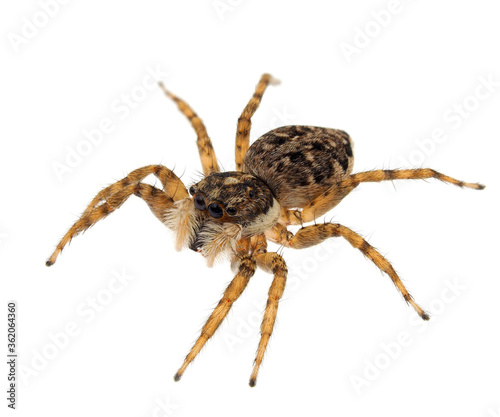 Jumping spider isolated on white background, Menemerus semilimbatus
