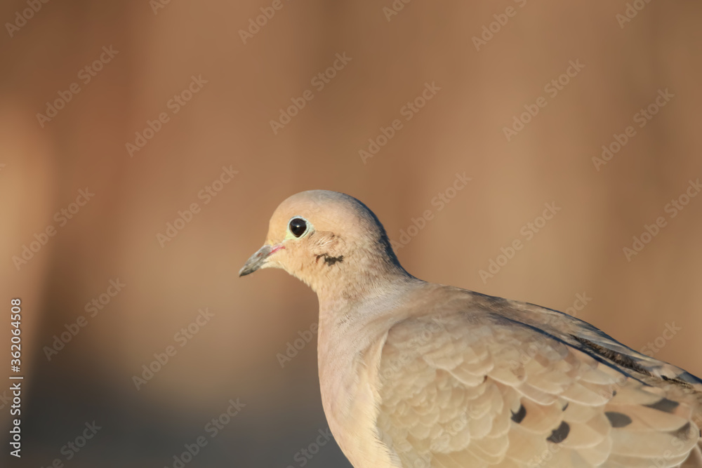 Close up shot of beautiful morning dove bird Close up shot of beautiful morning dove bird