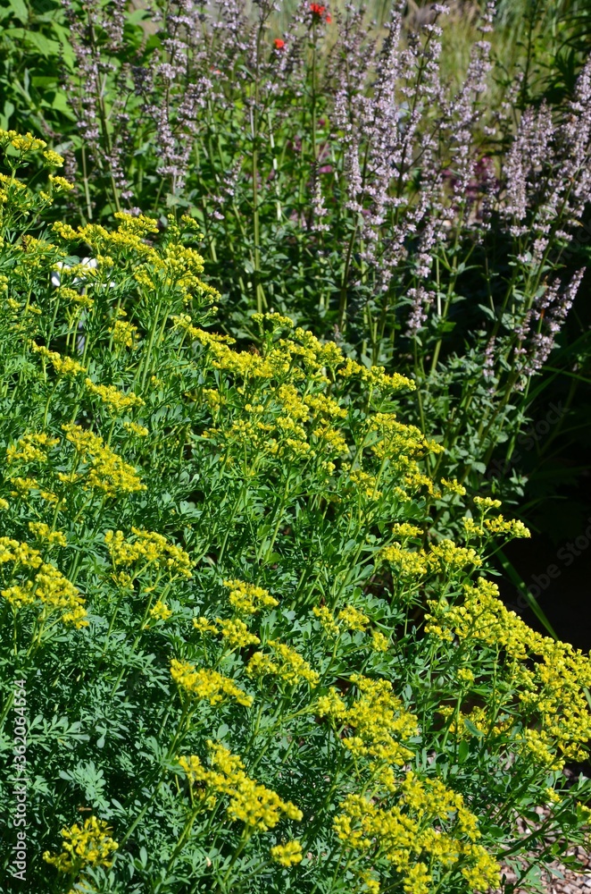 Stauden blühen üppig im Sommergarten Stauden blühen üppig im Sommergarten