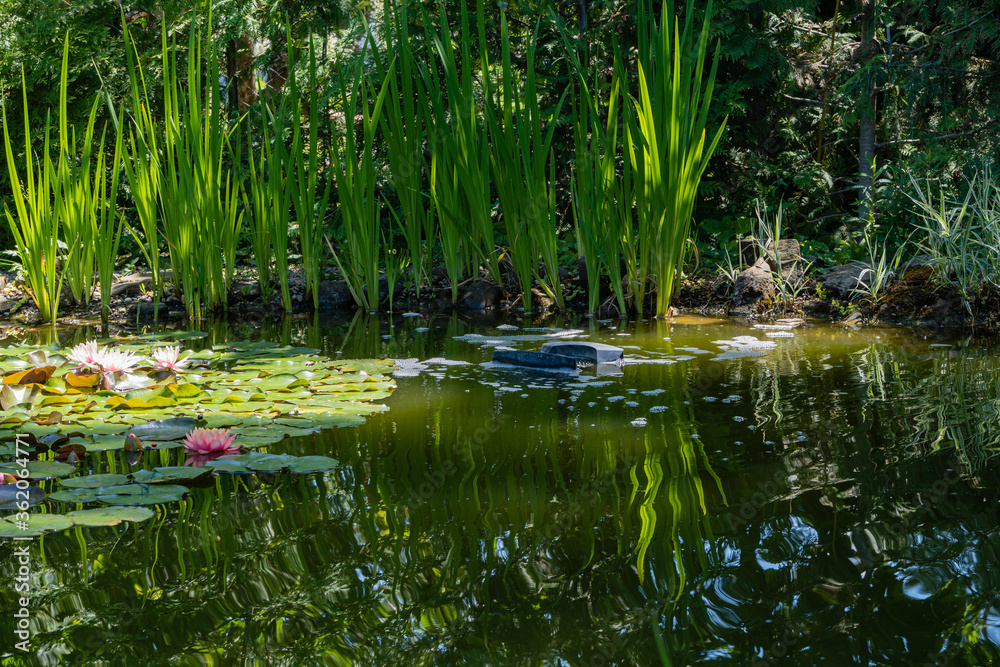 Skimmer Messner swims on surface of water in pond. Close-up. Beautiful and clean pond with blooming water lilies. Skimmer collects leaves, dirt, and other foreign objects from surface of water..