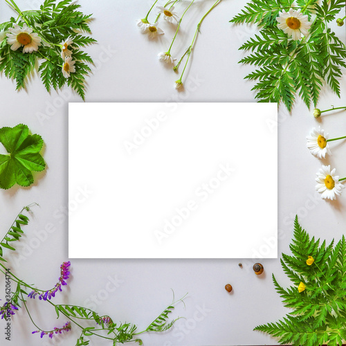 Summer mockup. A white sheet of paper next to wild plants and flowers