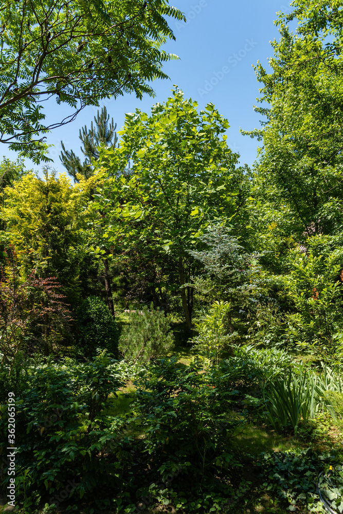 Landscaped garden with evergreen and deciduous trees. Original multi-color landscape of pines, thuja, boxwood and other relic plants. Nature concept for design.