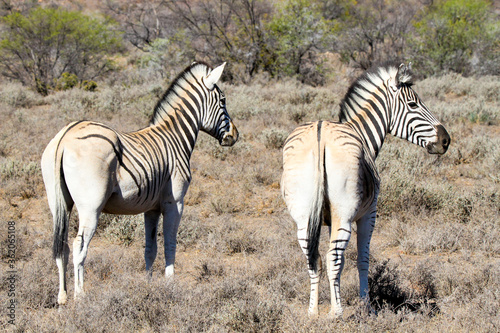 Two zebra showing lack of rump stripes and thus resembling the extinct quagga or kwagga which died out through overhunting. photo