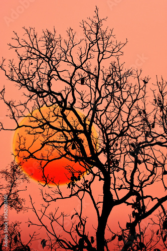 Tree Silhouette with sunset/ background          