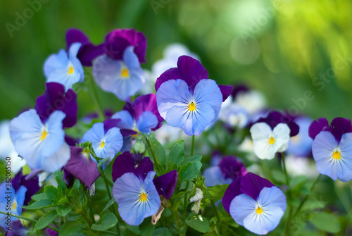 Tricolor pansy flower plant natural background, summer time. Sunlight bokeh background. Colorful flowers summer seasonal