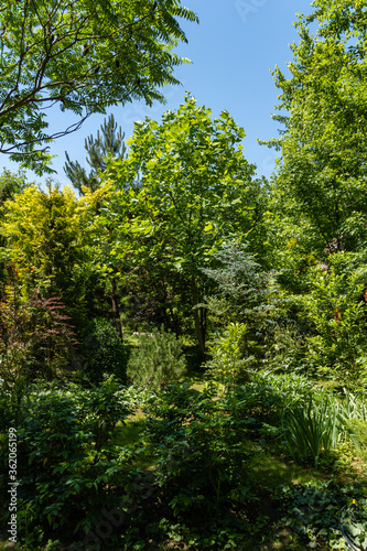 Landscaped garden with evergreen and deciduous trees. Original multi-color landscape of pines, thuja, boxwood and other relic plants. Nature concept for design.