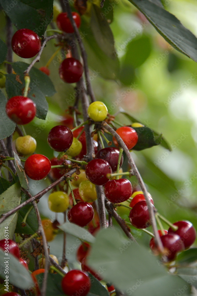 a cherry tree in the garden, and small red cherries ripen on the tree in June a cherry tree in the garden, and small red cherries ripen on the tree in June