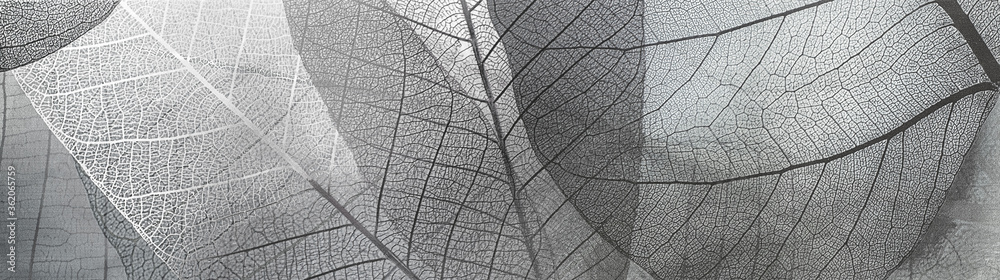 texture abstract black and white pattern of transparent leaves