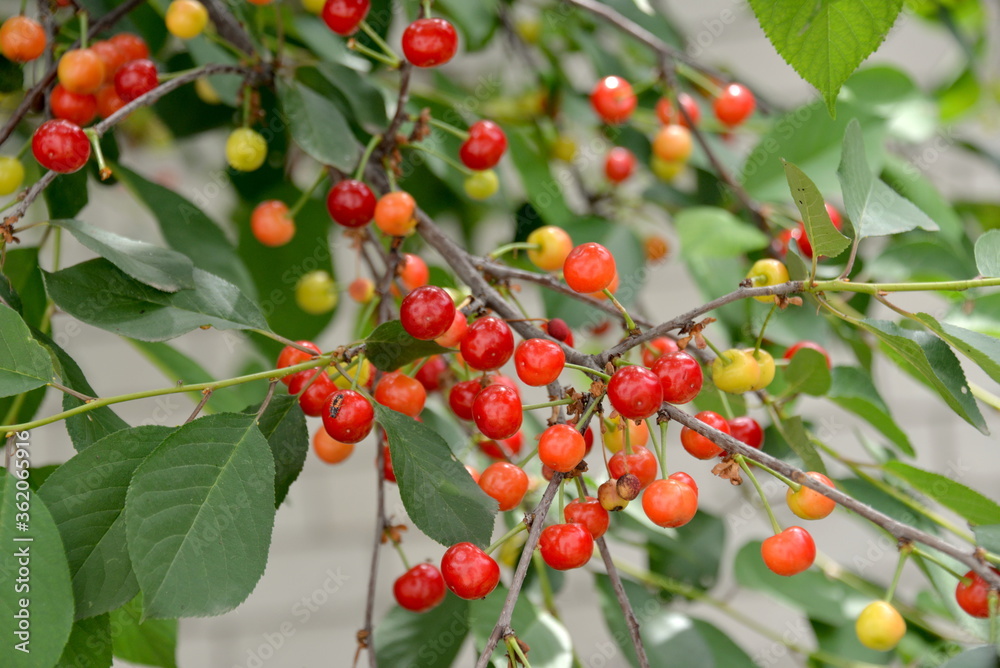 a cherry tree in the garden, and small red cherries ripen on the tree in June a cherry tree in the garden, and small red cherries ripen on the tree in June