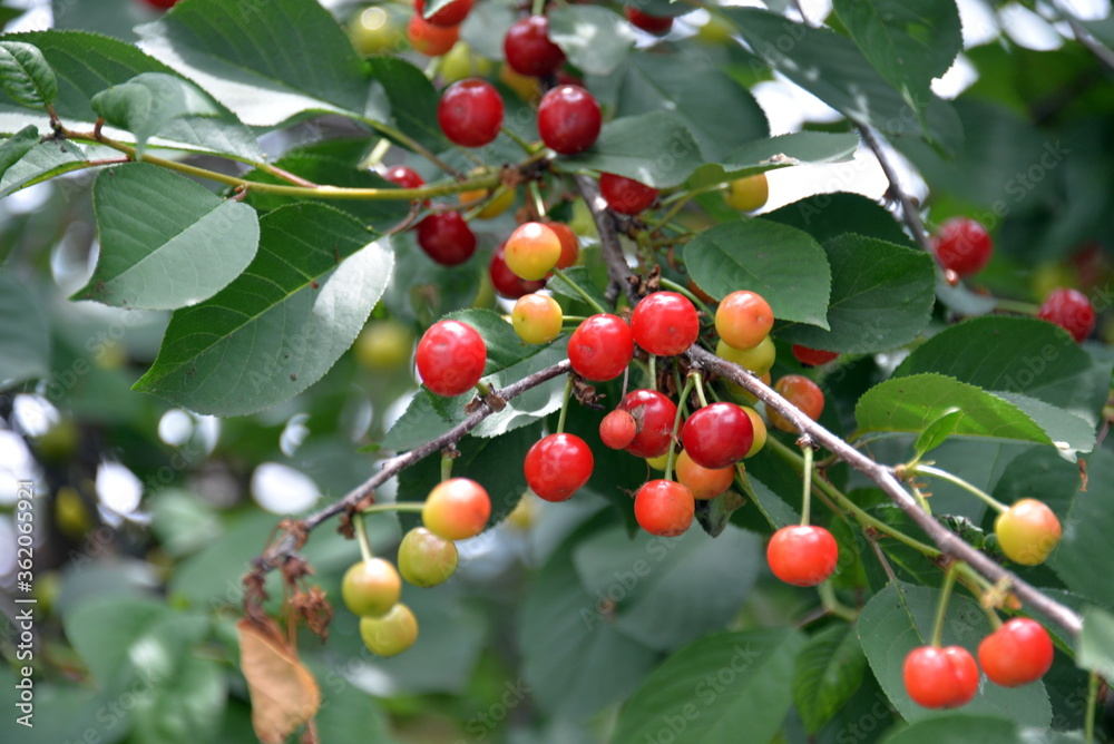 a cherry tree in the garden, and small red cherries ripen on the tree in June