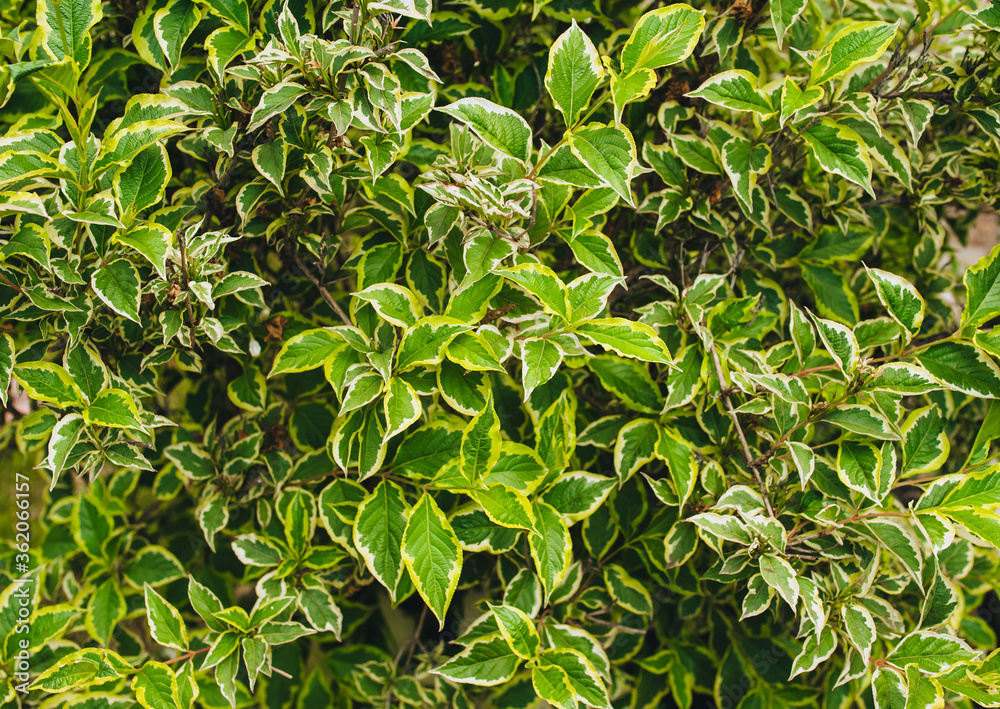 Texture, background of green foliage weigels. Texture, background of green foliage weigels.