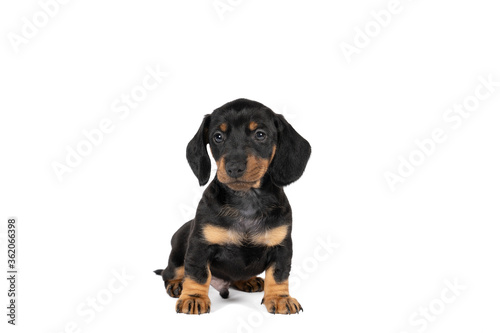 Fototapeta Naklejka Na Ścianę i Meble -  Portrait of a black and tan dachshund pup sitting isolated on a white background