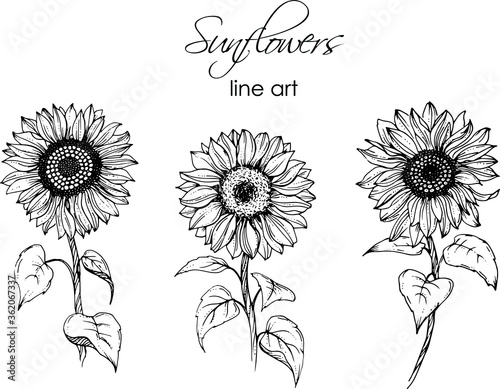 Linear sunflowers and leaves. perfect for invitation cards, autumn and summer decor, greeting cards, posters, scrapbooking, print, wallpaper, wrapping paper, textile, design, wedding invitation