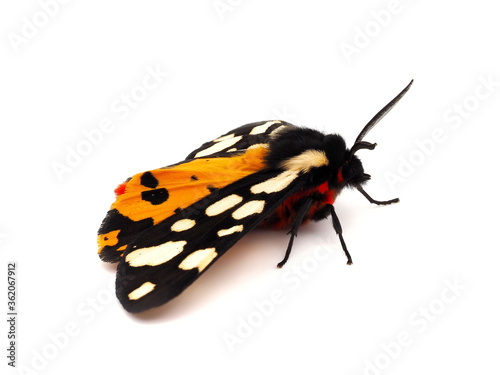 Cream-Spot Tiger Moth, Epicallia Villica isolated on white background photo