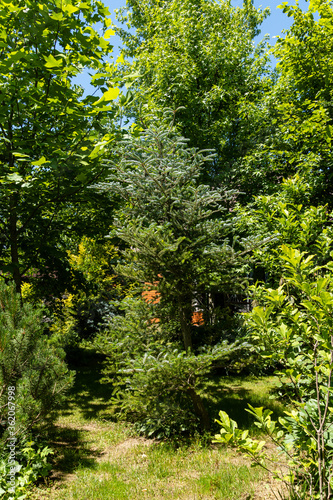 Landscaped garden with evergreen and deciduous trees. Original multicolor landscape of pines, trees, boxwood and other relic plants. In center, Korean fir and Liquidambar styraciflua grow.