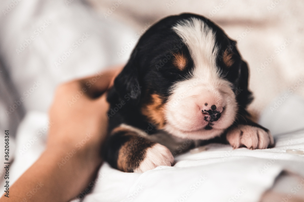 Bernese mountain dog puppy in female hands, care for animals, newborns Bernese mountain dog puppy in female hands, care for animals, newborns
