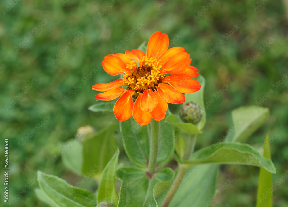 Zinnia angustifolia | Narrowleaf zinnia or creeping zinnia. Close up of bright orange and yellow tinted flower head Zinnia angustifolia | Narrowleaf zinnia or creeping zinnia. Close up of bright orange and yellow tinted flower head