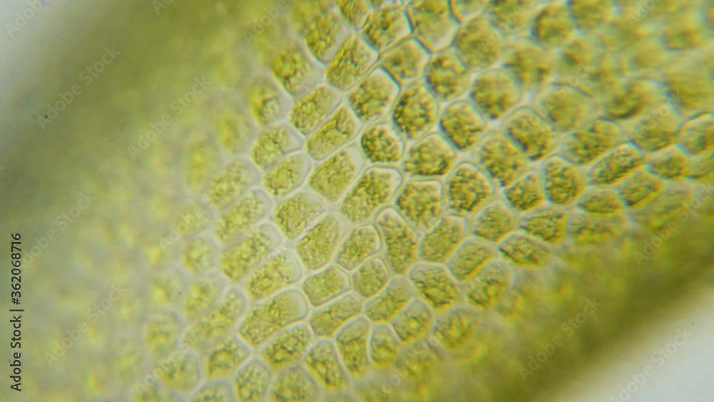 Chloroplast under a microscope. Chloroplasts in plant cells. Cell
