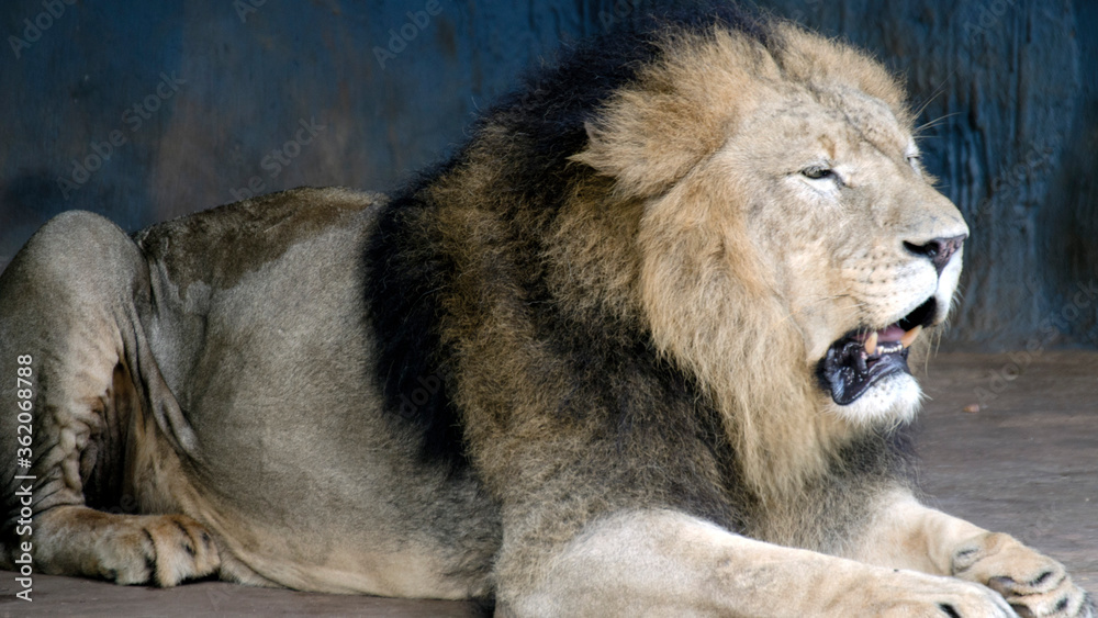 Fototapeta premium King of the jungle, lion roars