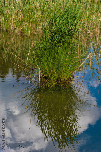 Seegras im Wasser