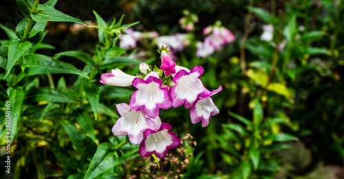   BELL SHAPED FLOWER  HEAD - CALLED LAURA photo