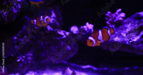 Nemo fish in aquarium background. High quality 4k footage photo