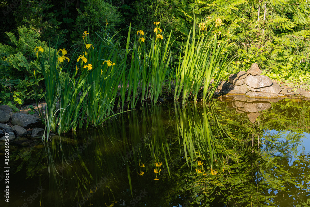 Beautiful pond in evergreen landscaped garden. Along the stone shores grow aquatic and evergreen plants. Yellow flowers Iris pseudacorus (yellow flag, yellow iris) are reflected in greenish water.
