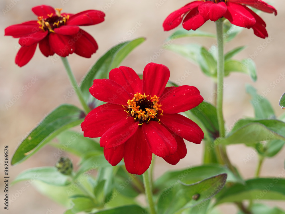 Obraz premium (Zinnia angustifolia) Narrowleaf zinnia. Close up of red flower head 