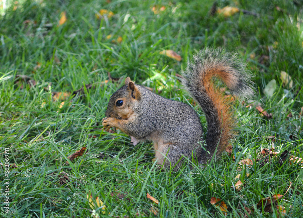 Young Hungry Squirrels