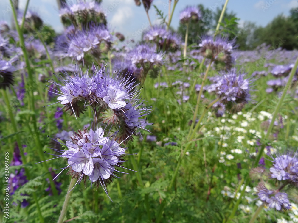 Fototapeta premium Lacy phacelia, blue tansy or purple tansy (Phacelia tanacetifolia).