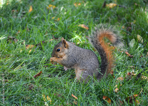 Young Hungry Squirrels