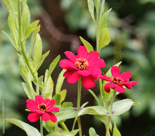 Zinnia angustifolia, Narrowleaf zinnia or creeping zinnia with hemispheric head of flowers with red ray corollas and stems with elliptic leaf photo