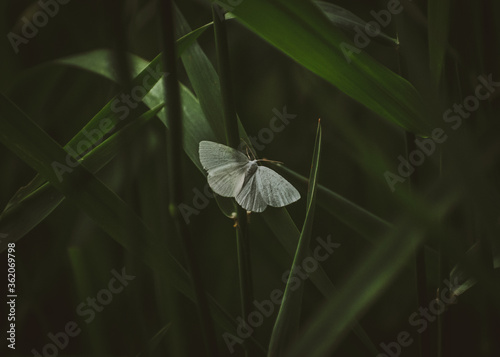 White Marshland Moth