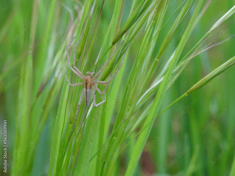 Oblong Running Spider (Tibellus oblongus) on the fresh green grass. Oblong Running Spider (Tibellus oblongus) on the fresh green grass.