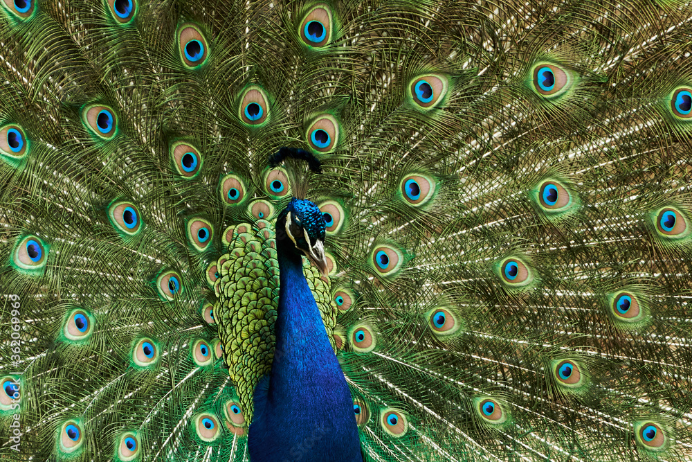 Obraz premium Indian peafowl (Pavo cristatus) with wide spread tail feathers
