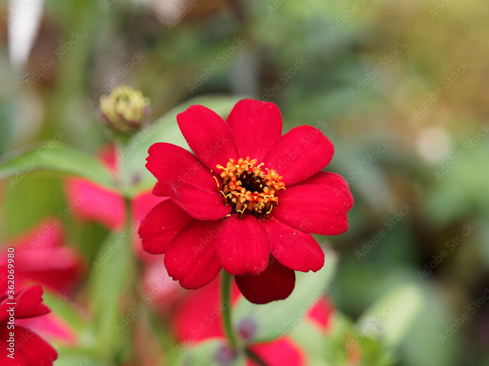 (Zinnia angustifolia) Narrowleaf zinnia. Close up of red flower head (Zinnia angustifolia) Narrowleaf zinnia. Close up of red flower head