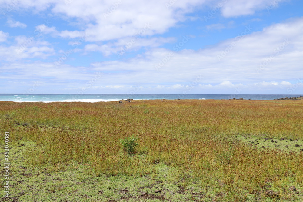 Prairie à l'île de Pâques