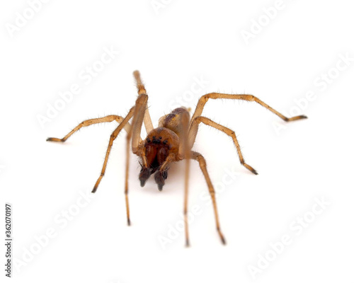 Yellow sac spider isolated on white background, Cheiracanthium punctorium