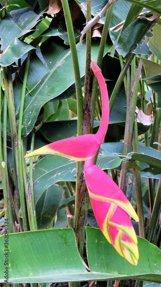 a tropical flower in Central american jungle