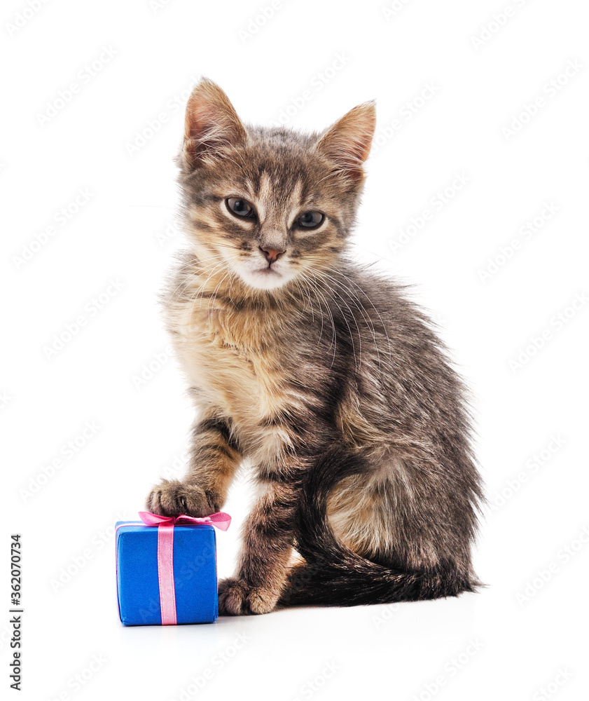 Kitten with a gift.