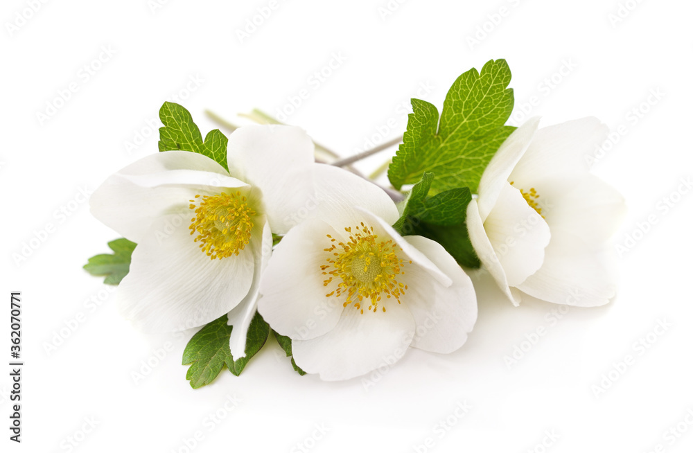 Bouquet of white anemones. Bouquet of white anemones.