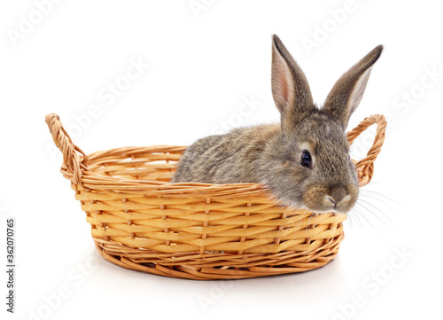 Little bunny in a basket.